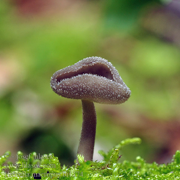 Helvella macropus bi1374