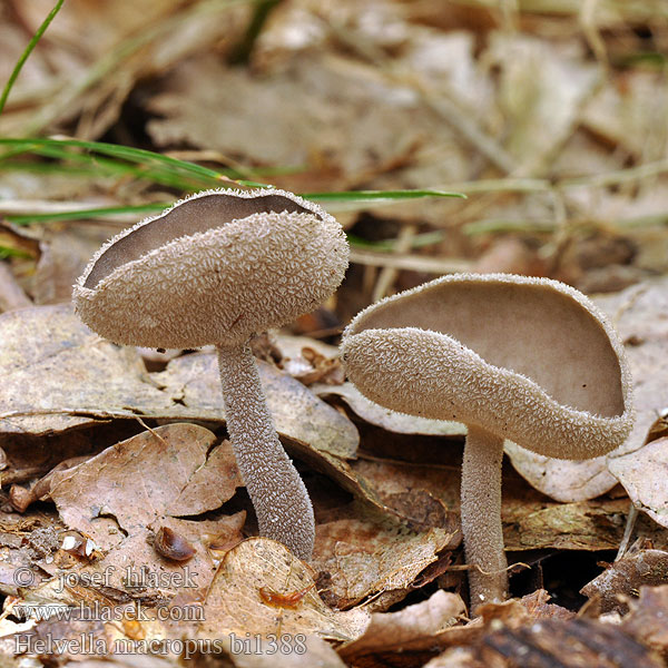 Visoki loputar Højstokket Foldhat Long-stalked Gray Cup ナガエノチャワンタケ Grauer Langfüßler Langfüßer Langfuss-Lorchel Lodden begermorkel Helvella macropus Лопастник длинноножковый Гельвелла длинноножковая Chriapač brvitý Luden skålmurkla Dyster fränskivling Stopečka pýřitá Chřapáč stopečkatý pýřitý Długotrzonka popielata Schotelkluifzwam Helvelle long pied