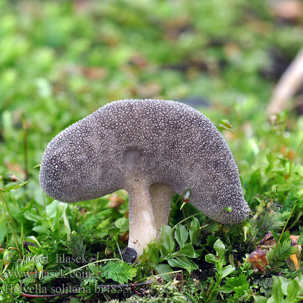 Helvella solitaria Chriapač tmavý Chřapáč podobný Vår-Foldhat Nurmimörsky Helvelle solitaire Rippenstielige Lorchel Grote schotelkluifzwam Kormos papsapkagomba Liten røykbegermorkel Гельвелла лопастевидная