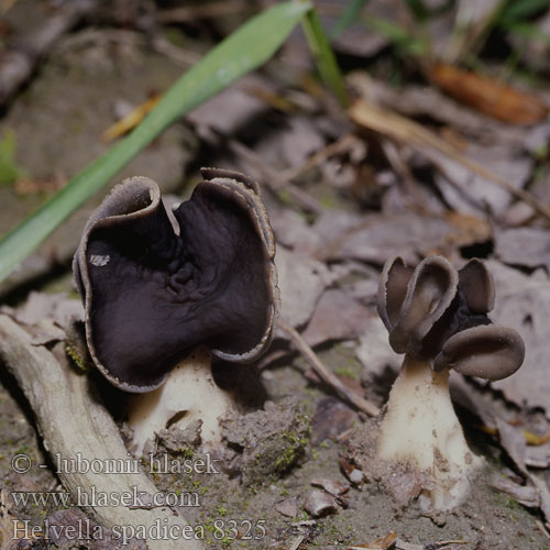 Helvella spadicea 8325