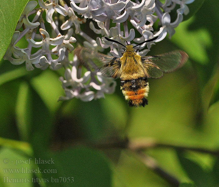 Narrow-bordered Bee Hawk-moth Lišaj chrastavcový Sphinx-Bourdon