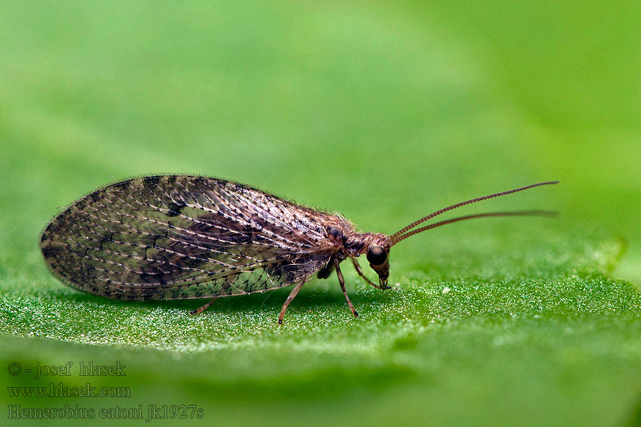 Hemerobius eatoni