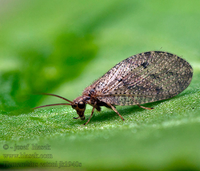 Hemerobius eatoni