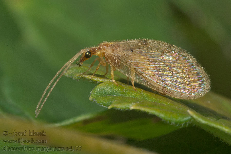 Hemerobius marginatus