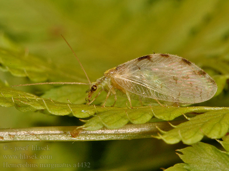 Hemerobius marginatus