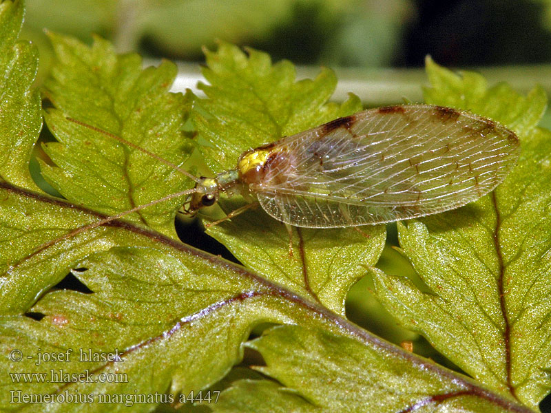 Hemerobius marginatus