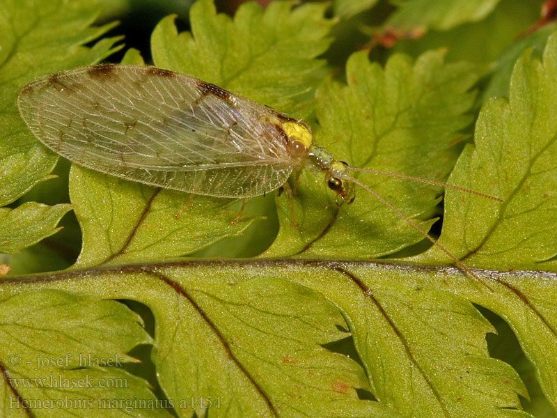 Hemerobius marginatus