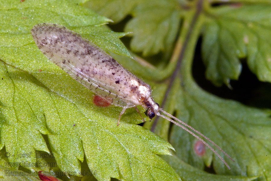 Hemerobius marginatus