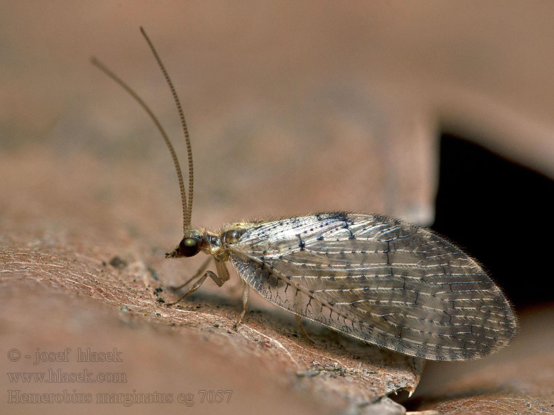 Hemerobius marginatus