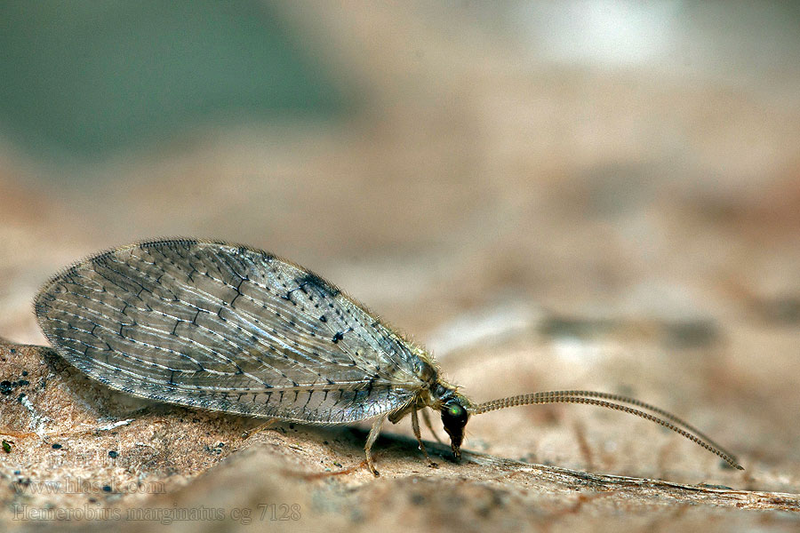 Hemerobius marginatus