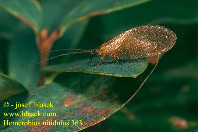 Hemerobius nitidulus Denivka Bladlusløver