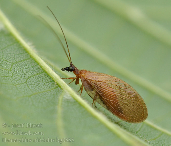 Hemerobius nitidulus Denivka Bladlusløver