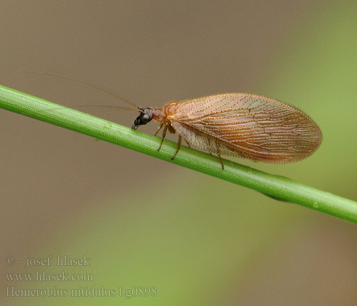 Hemerobius nitidulus Denivka Bladlusløver