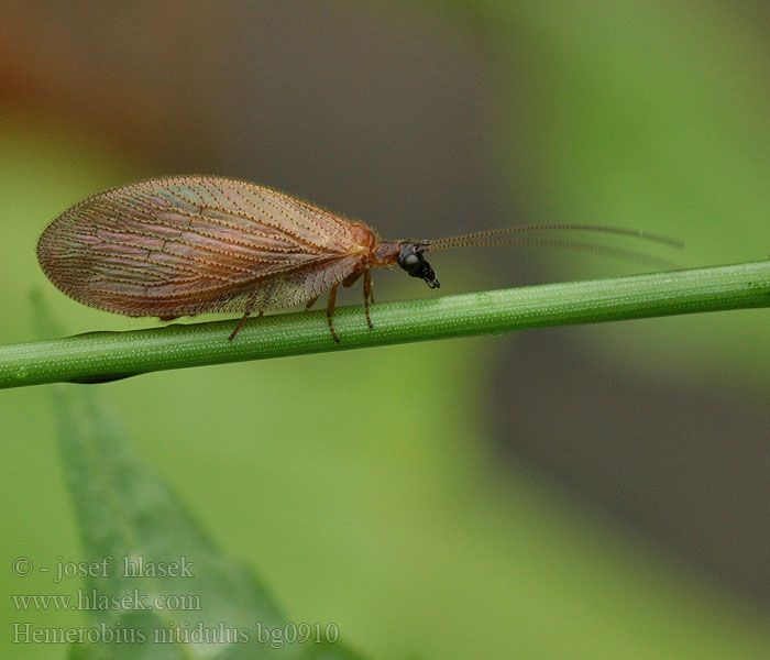 Hemerobius nitidulus Denivka Bladlusløver