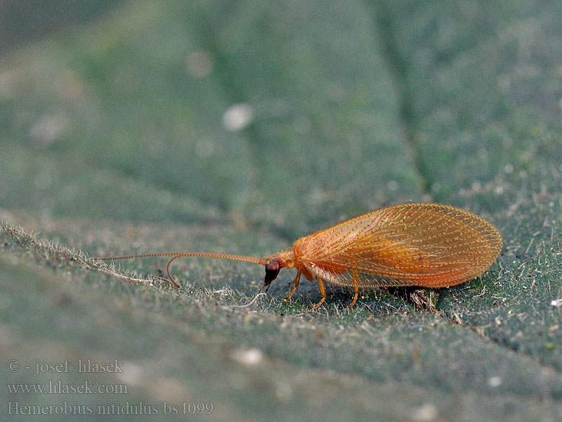 Hemerobius nitidulus Denivka Bladlusløver