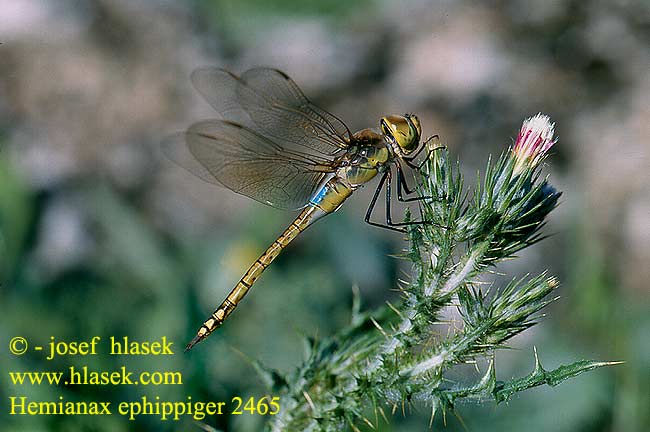 Hemianax ephippiger Vagrant Emperor Dragonfly Brun Kejserguldsmed Anax porte-selle Zadellibel Anax sellato Husarz wędrowny Schabrackenlibelle Šídlo hnědé Дозорщик седлоносец Дозорець швидкий Nyerges acsa Afriški minljivec