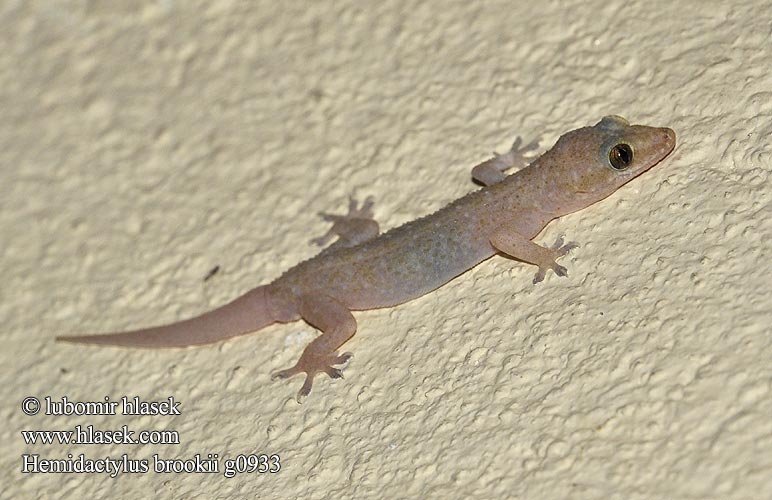 Hemidactylus brooki Brook's House Gecko Afrikanischer Hausgecko Hémidactyle Brook Brooks huisgekko Brooks halvfingergekko Gekon murowy Brooka Геккон полупалый Брука