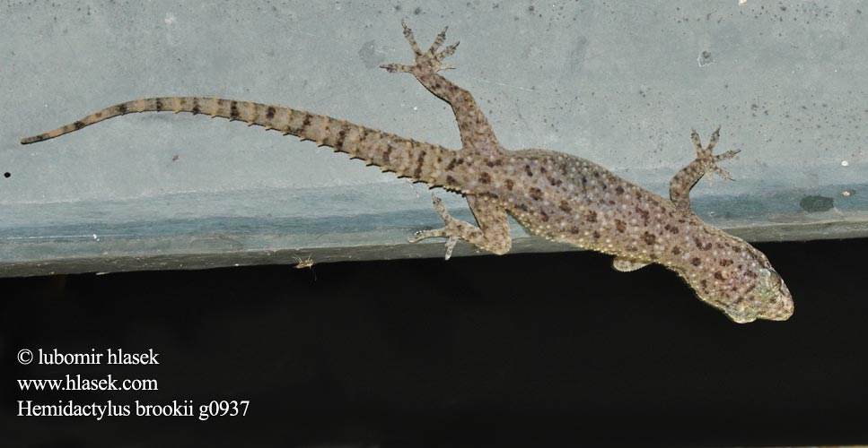 Hémidactyle Brook Brooks huisgekko Brooks halvfingergekko Gekon murowy Brooka Геккон полупалый Брука Hemidactylus brooki Brook's House Gecko Afrikanischer Hausgecko