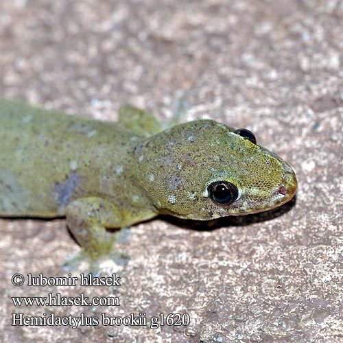 Gekon murowy Brooka Геккон полупалый Брука Hemidactylus brooki Brook's House Gecko Afrikanischer Hausgecko Hémidactyle Brook Brooks huisgekko Brooks halvfingergekko