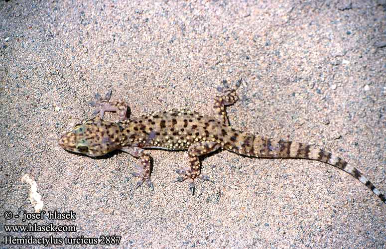 Hemidactylus turcicus Europäischer Halbfinger Mediterranean Gecko Common House Salamanquesa rosada Geco verrucoso Gekon turecký Geniş parmakli keler Gecko verruqueux Gekon turecki Σαμιαμίδι Dragó rosat שממית הבתים Török gekkó Europese huisgekko Tyrkisk halvfingergekko Osga-turca Турецкий полупалый геккон Kućni macaklin Средиземноморски гекон Turški gekon