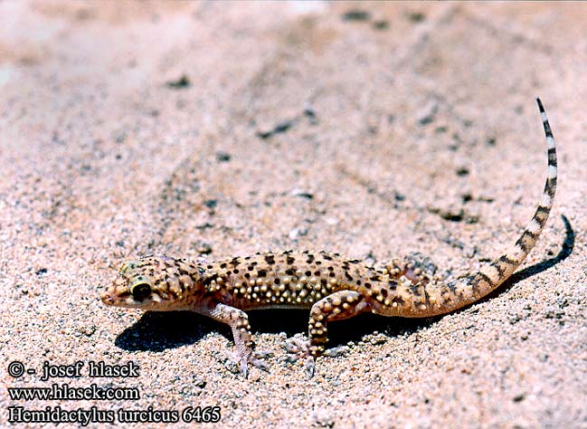 Salamanquesa rosada Geco verrucoso Gekon turecký Geniş parmakli keler Gecko verruqueux Gekon turecki Σαμιαμίδι Dragó rosat שממית הבתים Török gekkó Europese huisgekko Tyrkisk halvfingergekko Osga-turca Турецкий полупалый геккон Kućni macaklin Средиземноморски гекон Turški gekon Hemidactylus turcicus Europäischer Halbfinger Mediterranean Gecko Common House