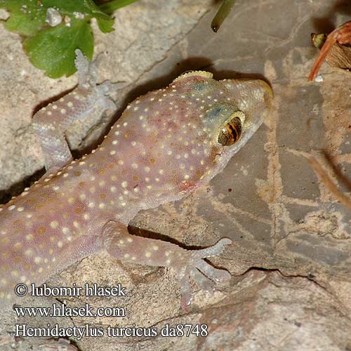 Geniş parmakli keler Gecko verruqueux Gekon turecki Σαμιαμίδι Dragó rosat שממית הבתים Török gekkó Europese huisgekko Tyrkisk halvfingergekko Osga-turca Турецкий полупалый геккон Kućni macaklin Средиземноморски гекон Turški gekon Hemidactylus turcicus Europäischer Halbfinger Mediterranean Gecko Common House Salamanquesa rosada Geco verrucoso Gekon turecký