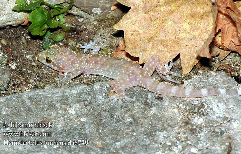 Dragó rosat שממית הבתים Török gekkó Europese huisgekko Tyrkisk halvfingergekko Osga-turca Турецкий полупалый геккон Kućni macaklin Средиземноморски гекон Turški gekon Hemidactylus turcicus Europäischer Halbfinger Mediterranean Gecko Common House Salamanquesa rosada Geco verrucoso Gekon turecký Geniş parmakli keler Gecko verruqueux Gekon turecki Σαμιαμίδι