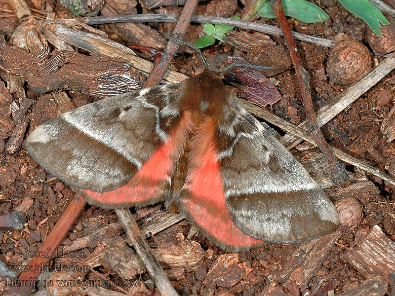 Hemijana variegata