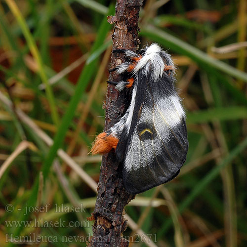 Hemileuca nevadensis Nevada buckmoth Buck Moth
