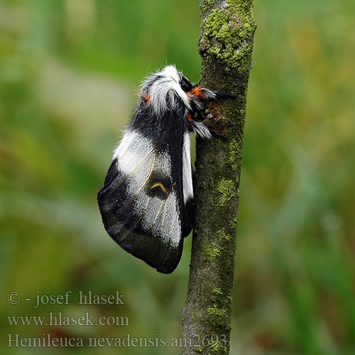 Hemileuca nevadensis Nevada buckmoth Buck Moth