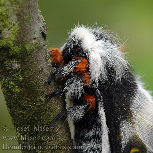 Nevada buckmoth Buck Moth Hemileuca nevadensis