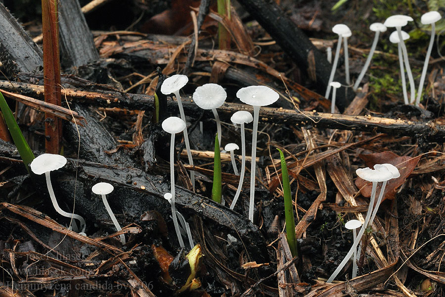 Hemimycena candida Helmovka bělostná