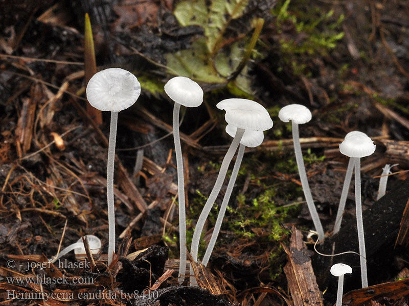 Hemimycena candida Beinwell Scheinhelmling Beinwurz Schwarzwurz