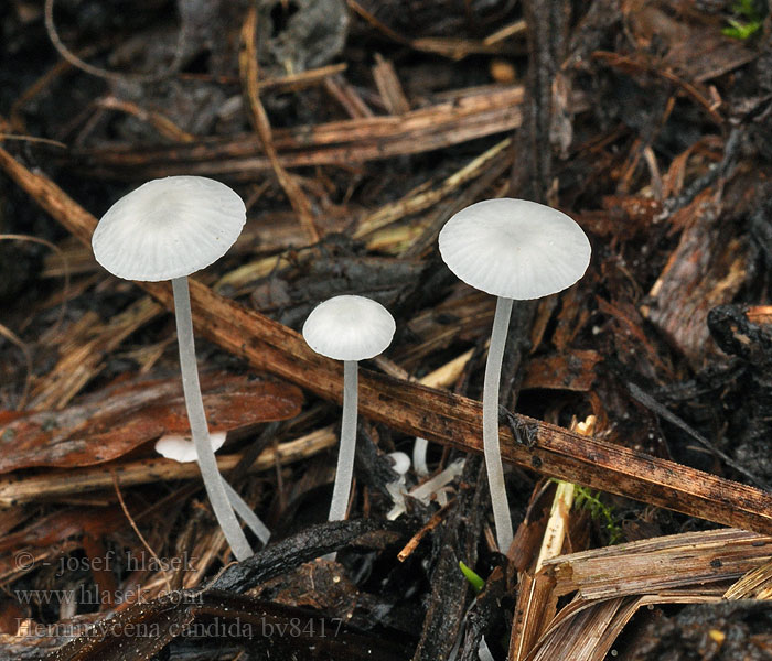 Hemimycena candida Smeerwortelmycena