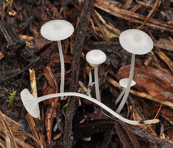 Hemimycena candida Białogrzybówka żywokostowa