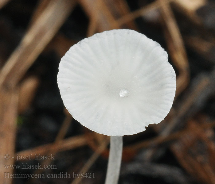 Hemimycena candida Kulsukker-huesvamp