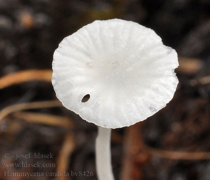 Hemimycena candida Vallörtshätta Yrttihiippo