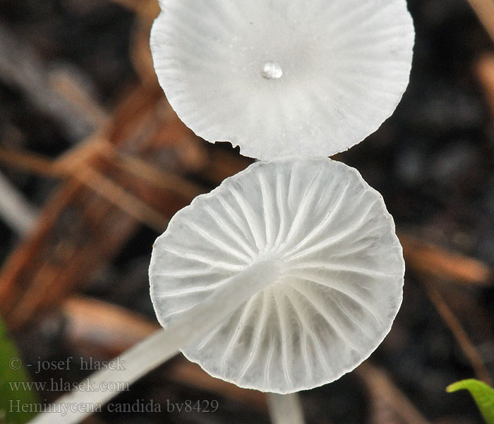 Hemimycena candida Mycène consoudes