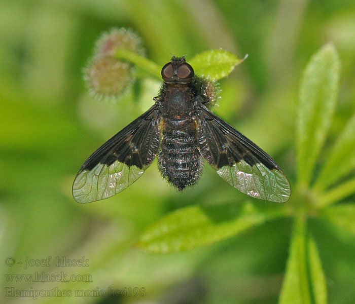 Dlouhososka kuklicová Hemipenthes morio