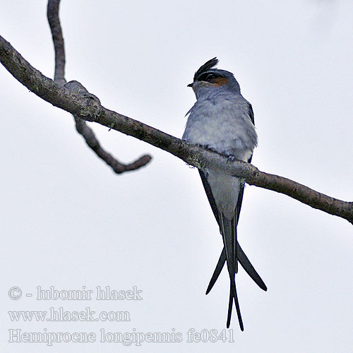 Hemiprocne longipennis Hirundo Klecho chocholatý Haubenbaumsegler Vencejo Arborícola Culigrís Hémiprocné longipenne Rondone arboricolo groppone カンムリアマツバメ Стриж древесный серым надхвостьем 凤头树燕 Yến mào นกแอ่นฟ้าตะโพกสีเทา Klecho dlhokrídly Czubik rudolicy Rustkinntreseiler Gekuifde Boomgierzwaluw Layang-Layang Berjambul Kelabu Kapinis pohon Töyhtökiitäjä Tutt-puispiiritaja Grøntoppet Træsejler