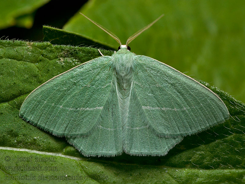 Hemistola chrysoprasaria Zelenopláštník plaménkový Grüner Waldrebenspanner