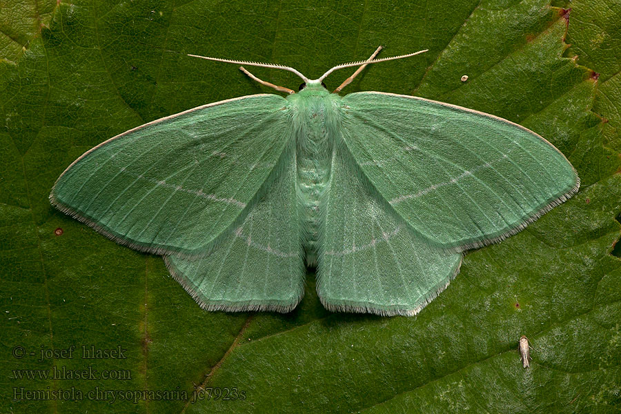 Hemistola chrysoprasaria Small Emerald Piadivka plamienková Phalène printanière