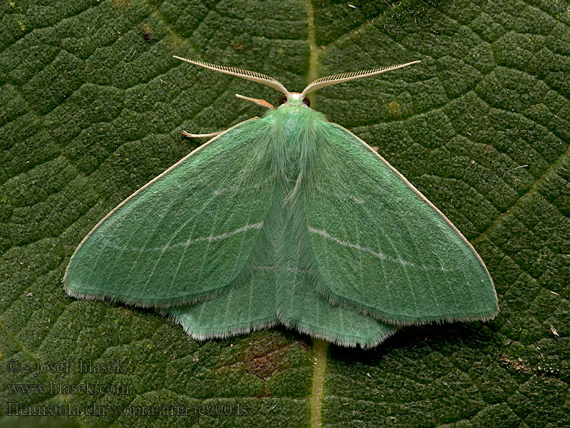 Hemistola chrysoprasaria Miernik chryzopazik Tere zomervlinder Kékes zöldaraszoló