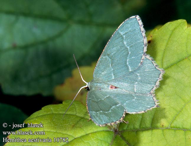 Hemithea aestivaria Common Emerald Nyír-zöldaraszoló