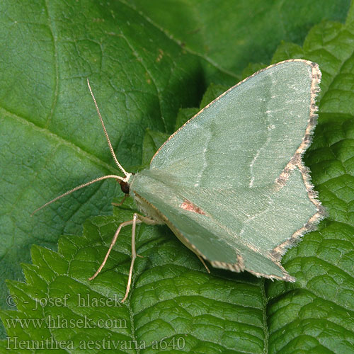 Hemithea aestivaria Gebüsch-Grünspanner Piadivka letná