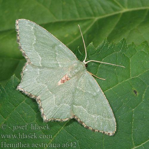 Hemithea aestivaria Zelenopláštník trnkový Common Emerald