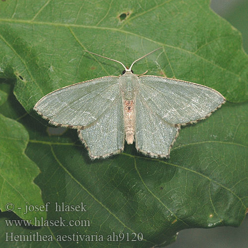 Hemithea aestivaria strigata Common Emerald Nyír-zöldaraszoló