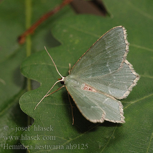 Hemithea aestivaria Zelenopláštník trnkový