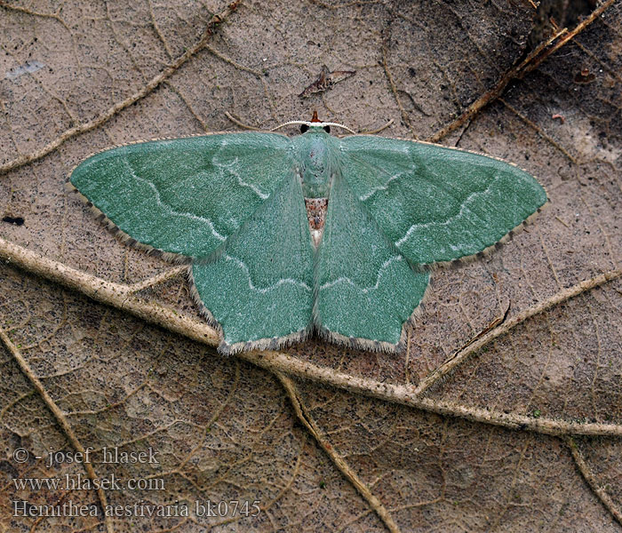 Hemithea aestivaria strigata Common Emerald Nyír-zöldaraszoló