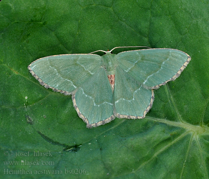 Hemithea aestivaria Krattbladmaler Lehvämittari Brunplettet lundmaler